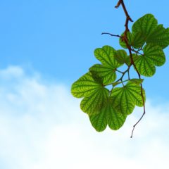 酸素の大切さ🌱