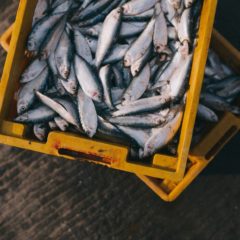 魚のにおいが無くなったら…