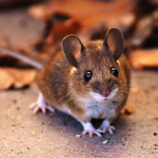 先輩の家で獣!獣臭撃退!!