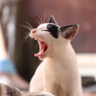 猫のあくび(動物臭軽減)