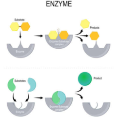 酵素の力！！（アルコール分解✨と消臭力👃）