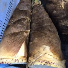 HEALBOの鮮度維持を改めて実感！！