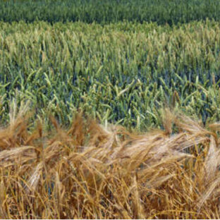 自分が食べる物は農薬が少ない🤔