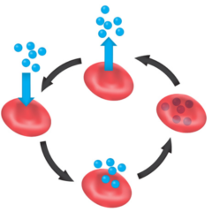 酸素の運び屋（赤血球の助けになる）😊
