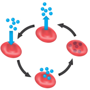 酸素の運び屋（赤血球の助けになる）😊
