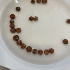 野菜や果物にＨＥＡＬＢＯ抗菌・浄化力で長持ち✨