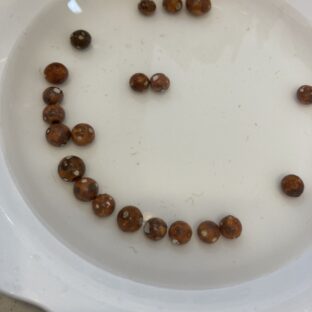 野菜や果物にＨＥＡＬＢＯ抗菌・浄化力で長持ち✨