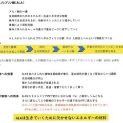 アミノレブリン酸（５-ＡＬＡ）その３