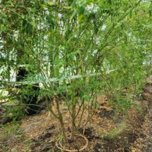 世界最高クラスの薬草が育った🍃