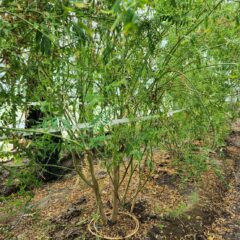 世界最高クラスの薬草が育った🍃